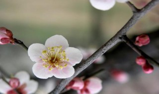 白梅花的功效与作用（白梅花的功效与作用,白梅花的副作用）