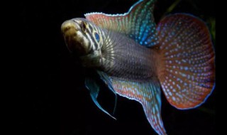 野生圆尾斗鱼怎么使颜色变得好看（野生圆尾斗鱼怎么使颜色变得好看些）