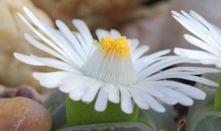 适合花坛四季种植花卉（花坛适合的花卉）