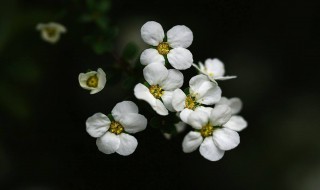 水培雪柳怎么养 水培雪柳怎么养才能开花