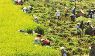 亚洲水稻种植业的区位条件 亚洲水稻种植业的区位条件和特点