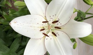 百合花一般送几朵（百合花一般送几朵给朋友）