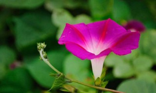 牵牛花的花语和寓意（牵牛花的花语和寓意文案）