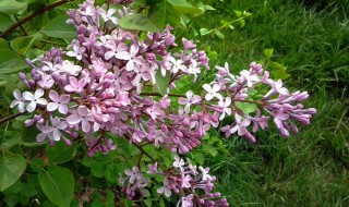 丁香花怎么种植（丁香花怎么种植方法）