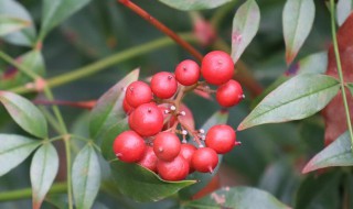 红豆花怎么醒花（红豆花醒花需要用糖吗?）