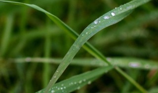 春雨怎么养殖方法（春雨怎样养殖）