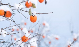 立冬下雪 冬天下雪好不好