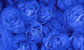 11蓝色妖姬花语是什么 蓝色妖姬花语是什么意思19朵