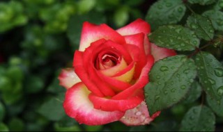 玫瑰花花语是什么意思（红玫瑰花花语是什么意思）