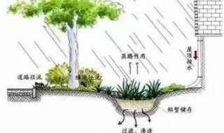 植被截流什么意思 植被截流和植被截留的区别