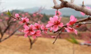 为什么叫桃花运 为什么叫桃花运而不叫别的