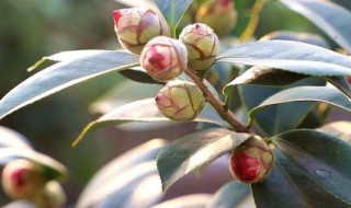 茶花夏天怎么养 茶花夏天怎么养护