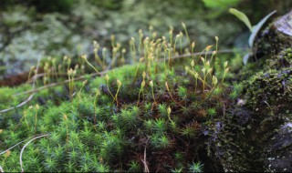 小金发藓怎么种 小金发藓图片