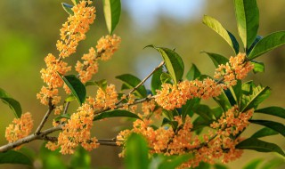 桂花泡茶喝有什么好处（泡桂花茶有什么好处呢?）