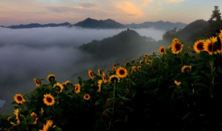 生葵花籽能吃吗（生葵花籽能吃吗有毒吗）