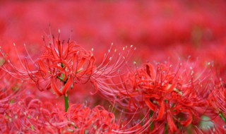 彼岸花传说的由来（彼岸花的传说是什么）