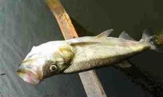 活泥鳅钓翘嘴多深水（活泥鳅钓翘嘴多深水合适）