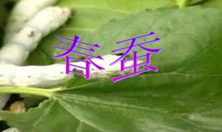 春蚕多久开始蜕皮 蚕什么时候开始蜕皮