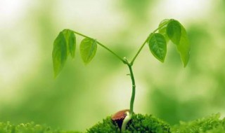 微生物复合肥施用方法 微生物复合肥施用方法视频