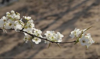 北京梨花几月开 北京梨花几月开?