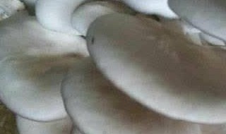 在家如何生蘑菇 怎样生蘑菇