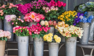 康仙花是康乃馨吗（康仙花是康乃馨吗?）