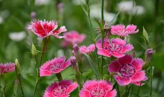 山竹花和石竹花的区别（山竹花和石竹花的区别图片）