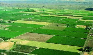 基本农田可以种植什么 基本农田可以种植什么经济作物
