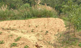 黄泥地适合种植什么（黄泥地适合种植什么植物）