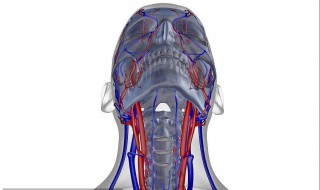颈动脉的部位在哪里 颈动脉的部位在哪里气管旁