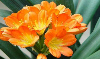 背阴的地方适合种什么花（耐阴又容易开花的植物）