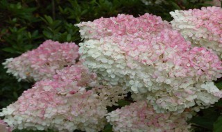 绣球怎么水养（绣球鲜花怎么水养）