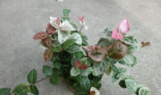 盆栽花叶络石怎么修剪（如何养护花叶络石）