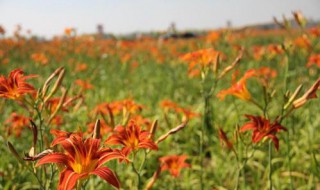 盐碱地适合种什么花草 盐碱地适合种什么花草品种