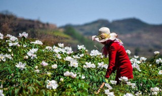 牡丹花怎么栽培（为什么院子不能种牡丹）