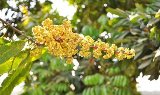 植物生长调节剂优点（碧护植物生长调节剂）