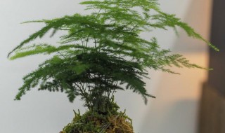 云竹根太多可以剪掉么（云竹的根可以剪吗）