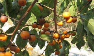 君迁子催芽方法（君迁子什么时候发芽）