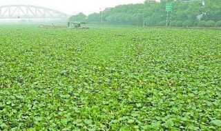 在淡水湖中种植水葫芦环保吗（淡水种植水葫芦污染环境吗）