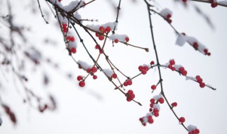 二十四节气小雪的含义（二十四节气小雪的含义30字?）