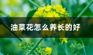 油菜花怎么养（油菜花怎么养那是春天的什么吧）