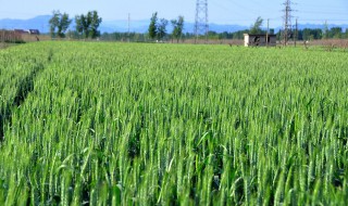 小麦苗的功效与作用及食用方法（小麦苗的功效与作用及食用方法禁忌）