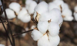 棉花什么时候种植（棉花什么时候种植合适）