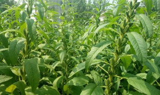 芝麻种植行距和株距（芝麻种植行距和株距的区别）