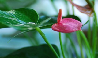 花烛怎么养 红掌和花烛的区别