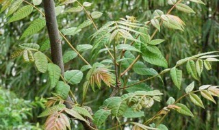 闰四月有何禁忌 闰四月是不是不好