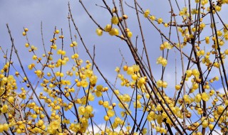 蜡梅花在什么时候开 蜡梅花什么时候开花季节