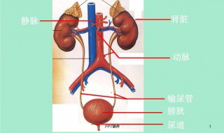 怎样判断输尿管结石已经排出体外（怎么才能知道输尿管的结石排出来了）