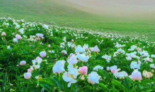 芍药花适合在南方生长吗（芍药花南方能不能养活）