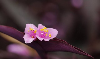 紫竹梅什么季节开花（紫竹梅什么季节开花）